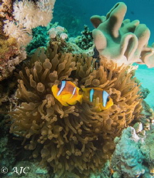 Another anemone fish shot, taken on a boat trip and mostl... by Alexandra Caine 